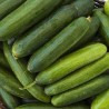 Pepino